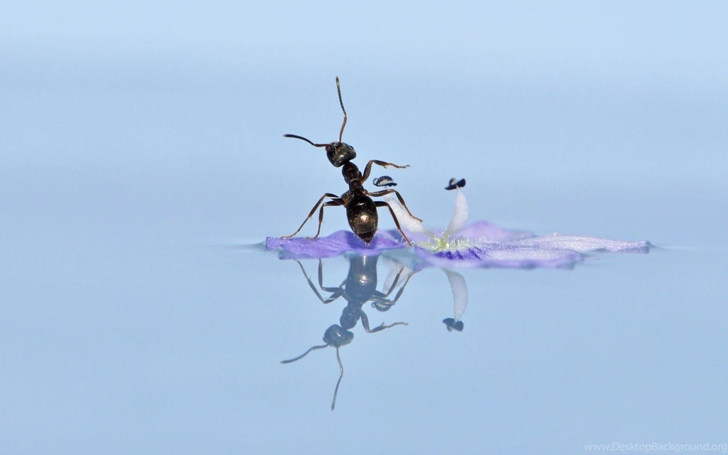 Big Black Ant Swim In Water On Flower Images