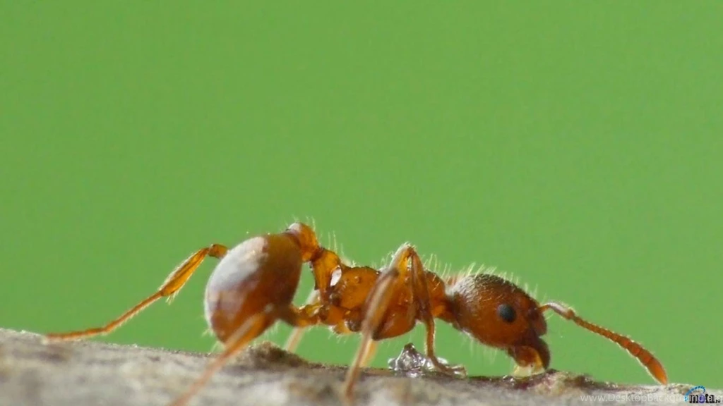 Download Wallpapers Ant (1366 X 768). Desktop Wallpapers And Photos