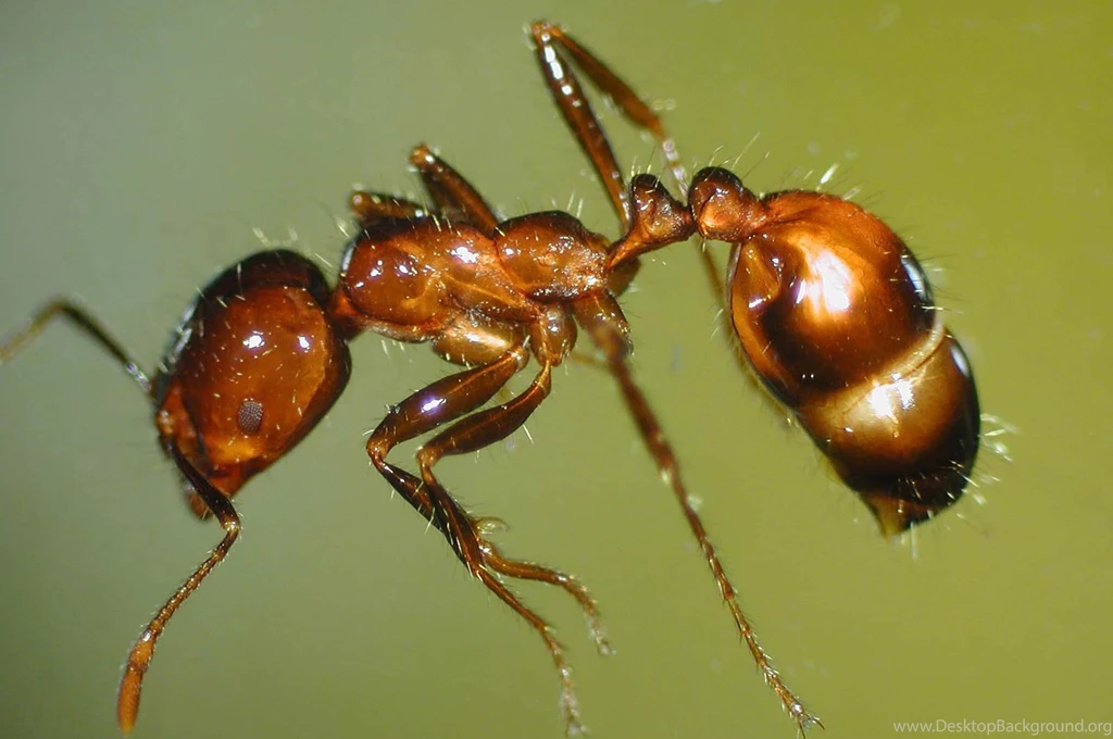 Fire Ant Wallpapers Animals Town