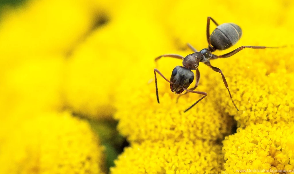 Carpenter Ant On Flower