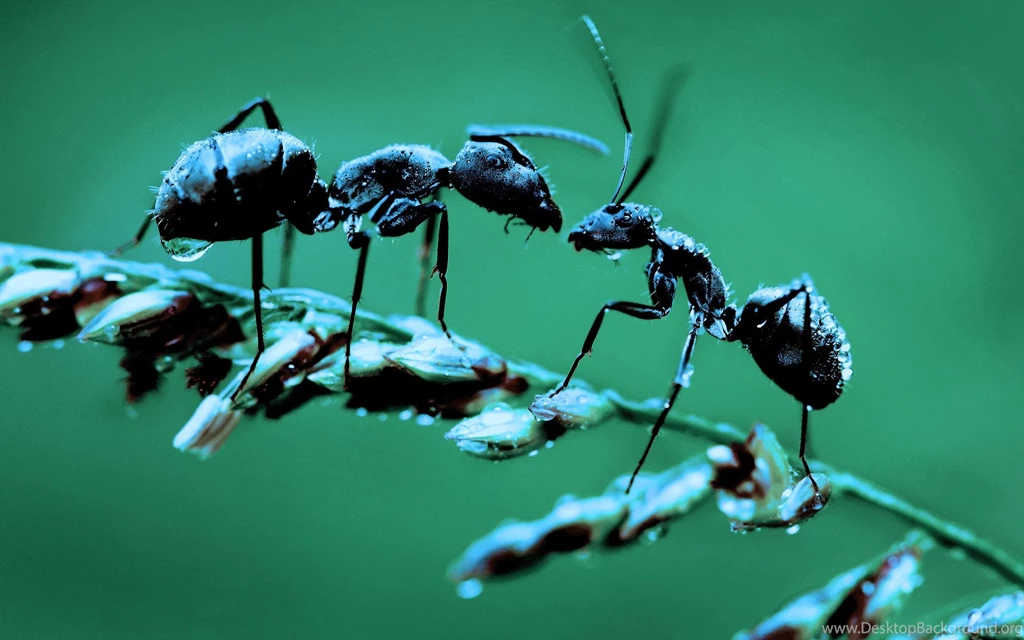 Ant Picture   Facts   Ant Desktop Wallpapers