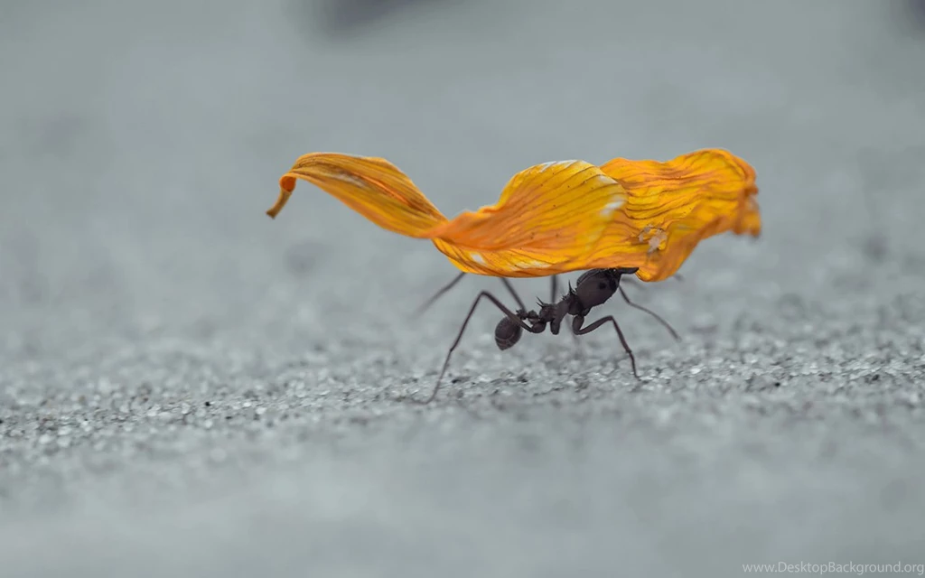 Amazing Ant Wallpapers, HD Wallpapers Downloads