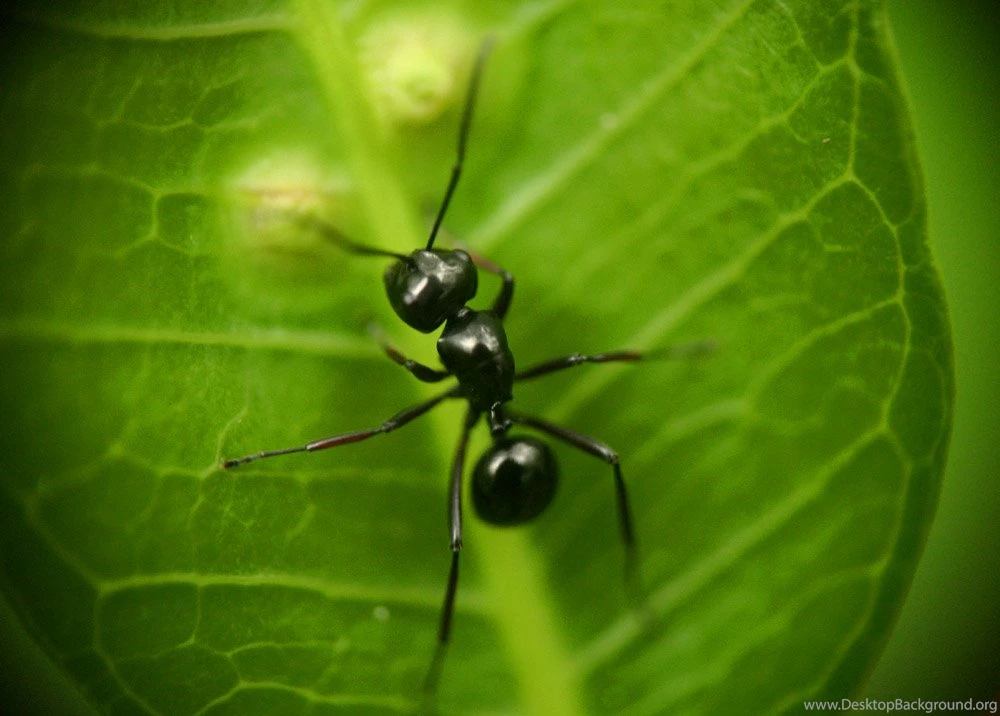 Black Ant Wallpaper.