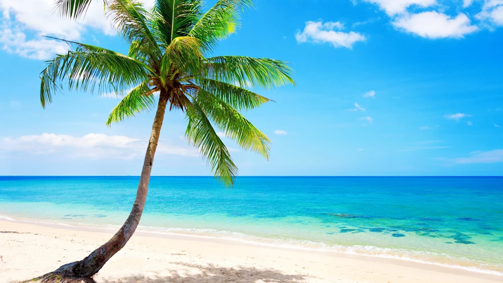 Lonely Palm Tree, Tropical, Beach, Coast, Sea Wallpapers ...