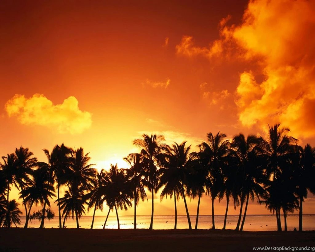 Palm Tree Wallpapers