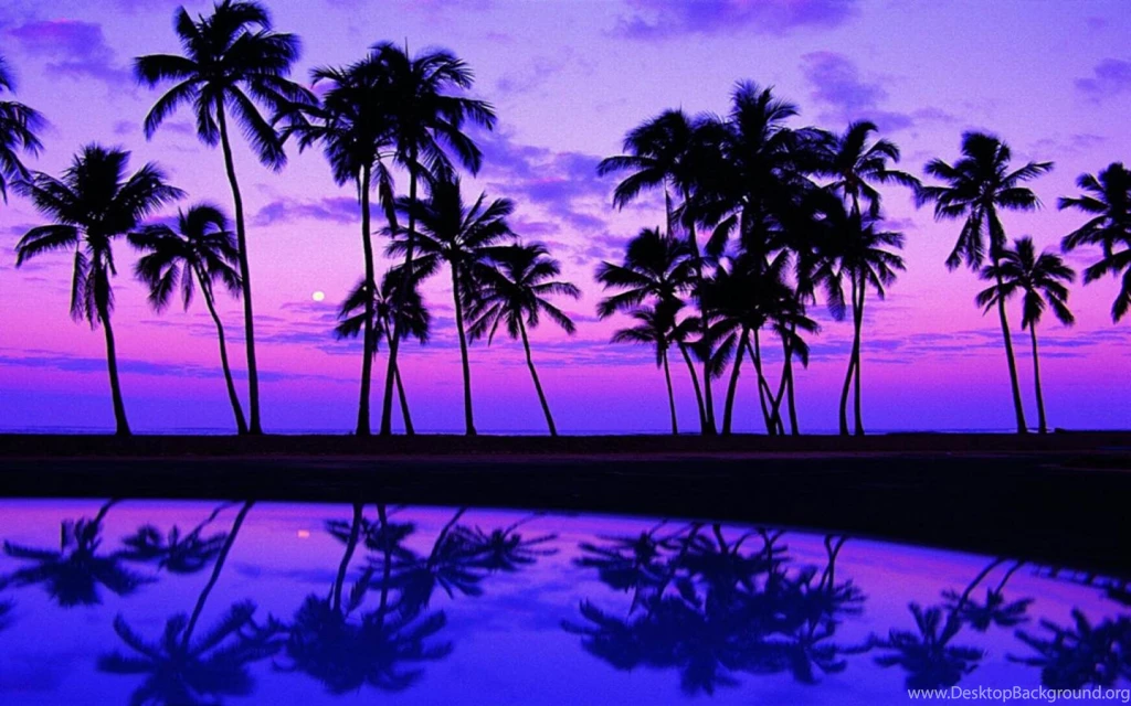 Palm Tree Wallpapers