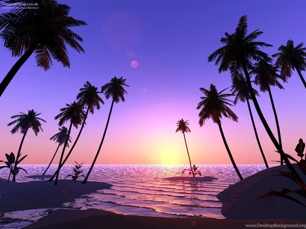Palm Tree Wallpapers