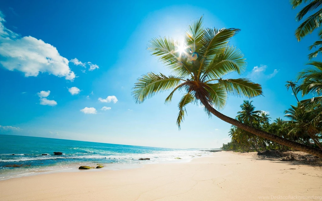 Caribbean Beach, Palm Tree Wallpapers