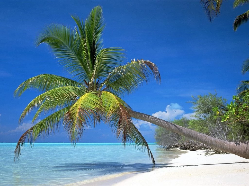 Palm Tree Pictures Wallpapers