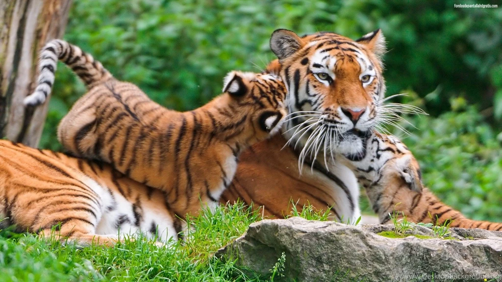 Pictures Of Baby Tigers And Wallpapers Download