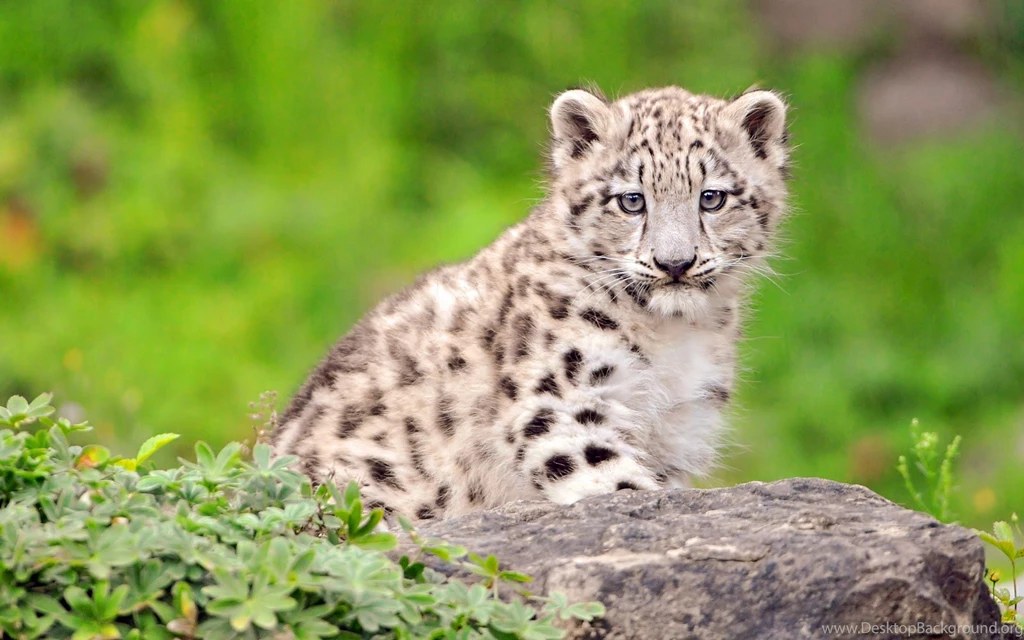 Baby White Tiger