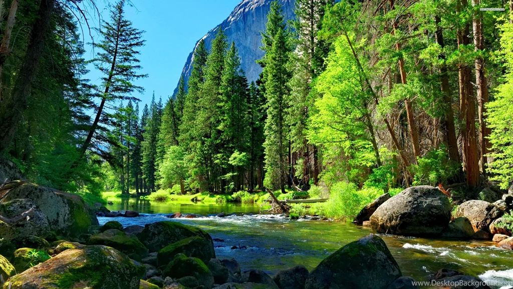 Beautiful Winter Forest Wallpapers HD Uncalke.com