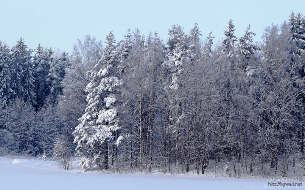 1920x1200 Wallpapers Winter Forest Scene Wallpaper Backgrounds