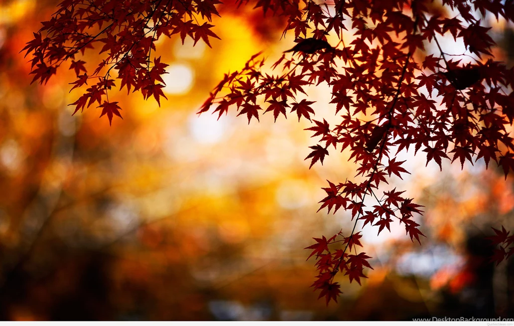 Autumn Wallpapers Hd Collection (33+)