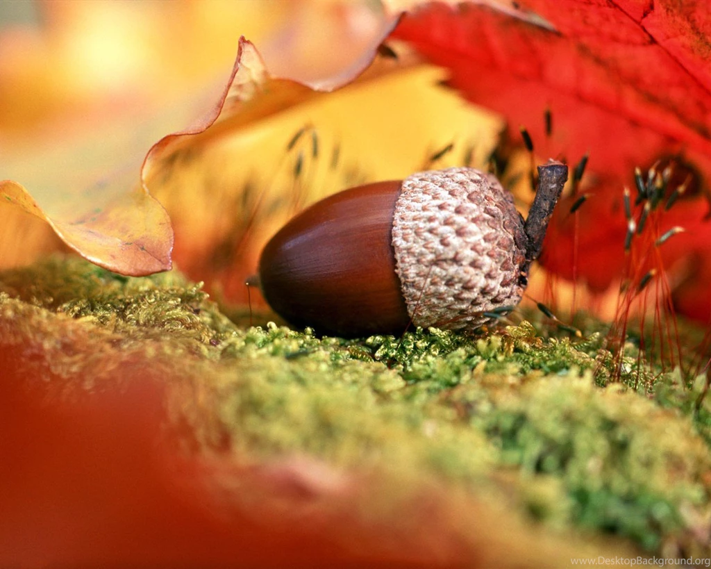 Landscapes Autumn Fall Color Wallpapers 1920x1200 37358