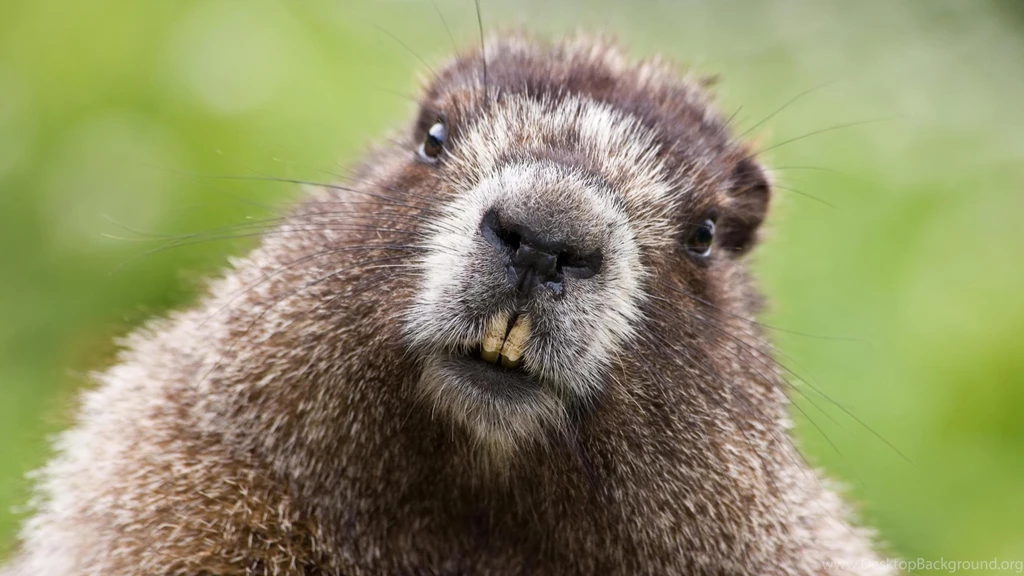 Groundhog Wallpapers Wallpapers Cave