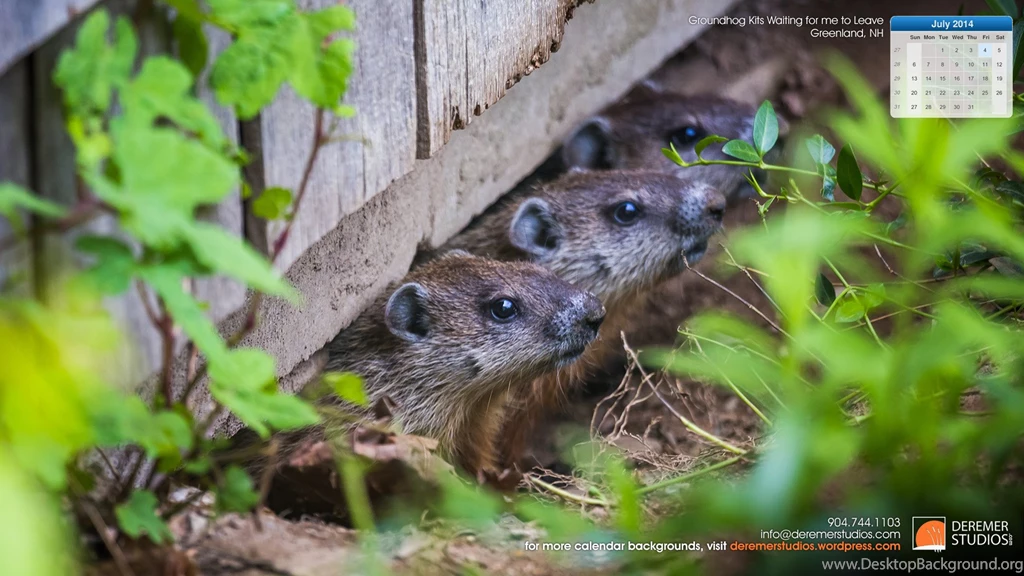 2014 07 July Wallpapers – Groundhog Kits Waiting For Me To Leave ...