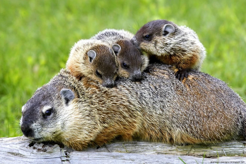 Baby Groundhog