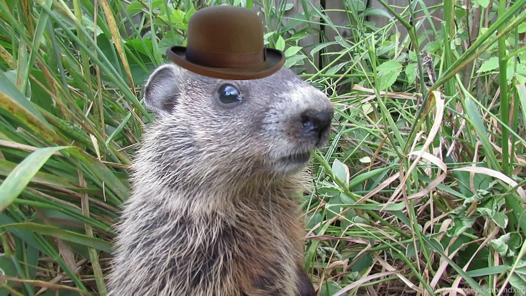 Wobbles Groundhog Family 810 Flint Michigan   YouTube