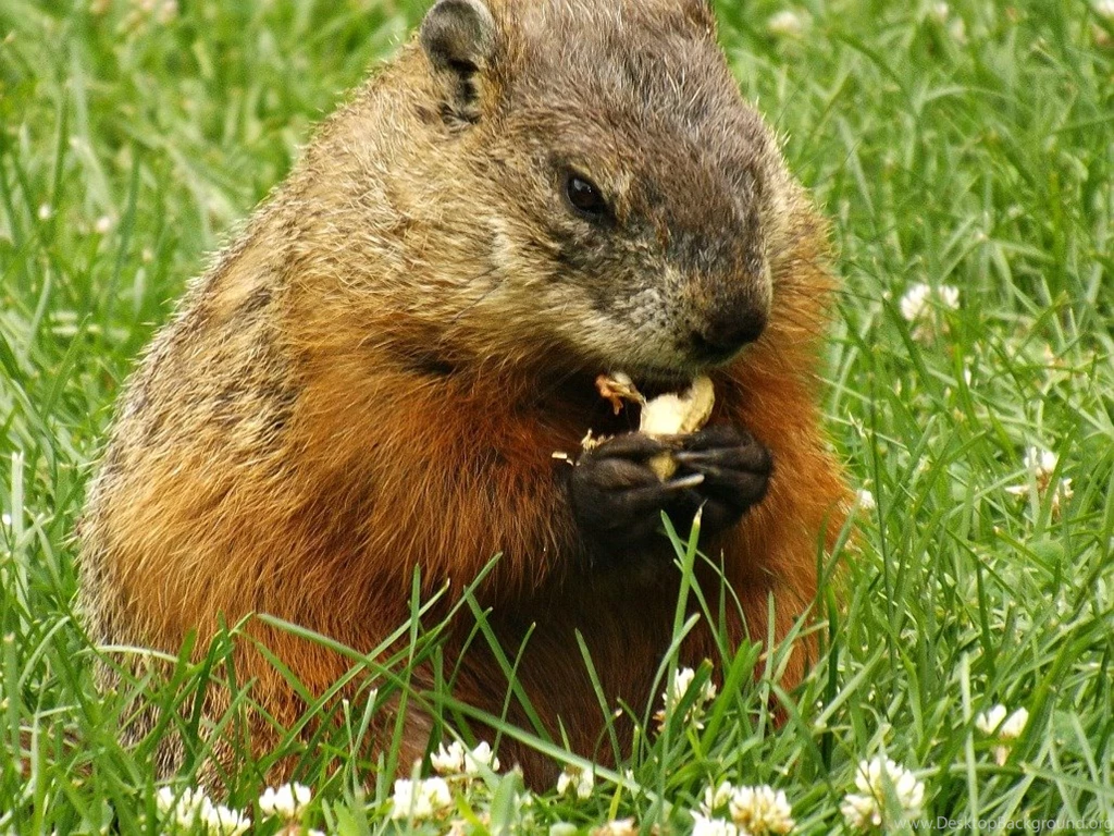 Rodents: Groundhog Animals Rodent Nature Wild HD Wallpapers For HD ...