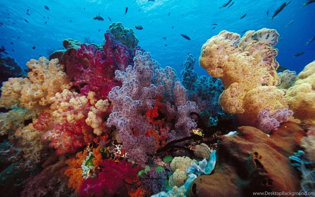 Download Wallpapers Coral Reefs In Indonesia (1920 X 1200 ...