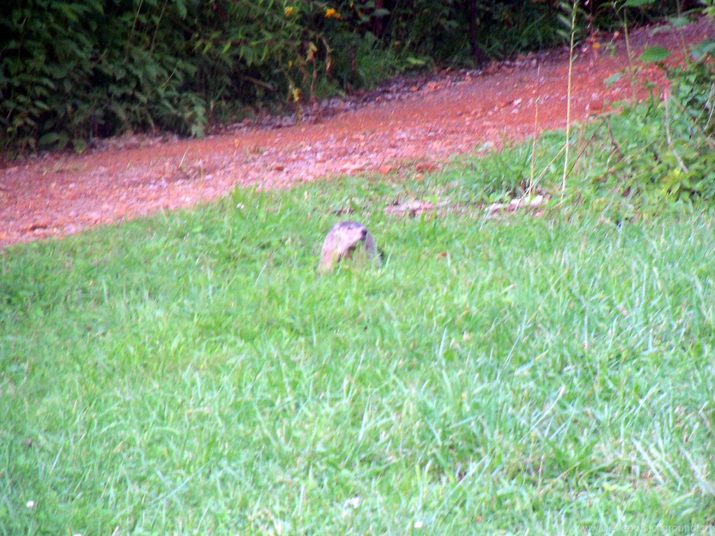 Other: Grey Groundhog Returns Tennessee Rodents Rurual Wild ...