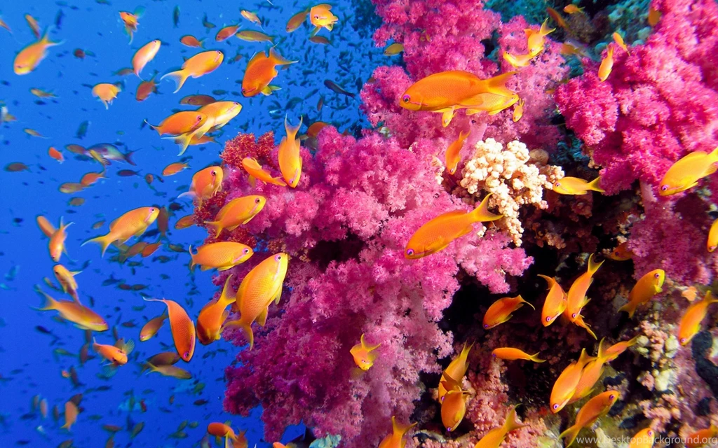 Underwater Colorful Coral Reef Wallpapers
