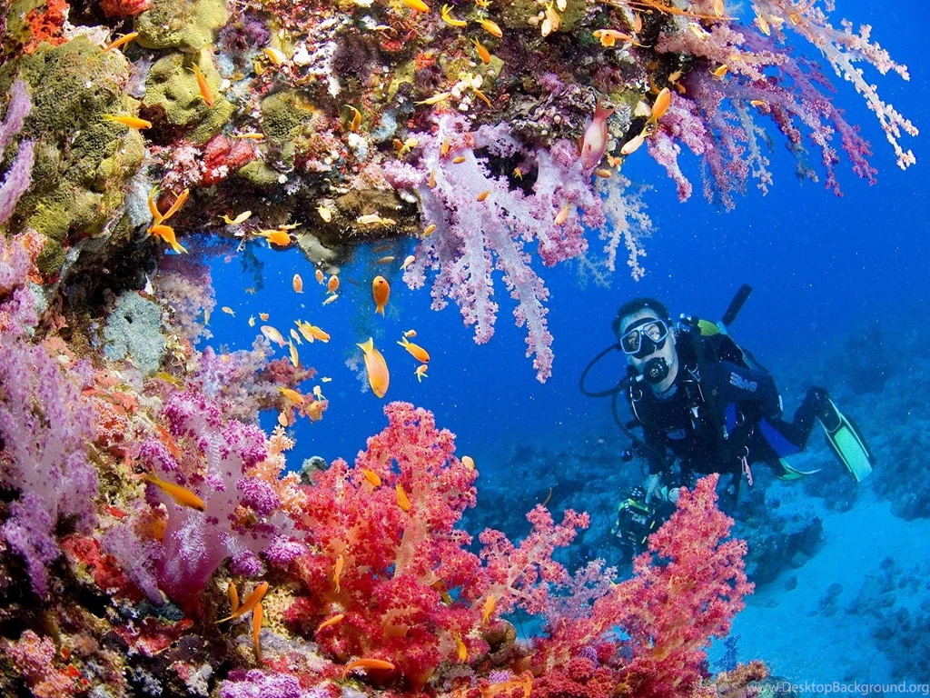 EXPLORING CORAL REEF WALLPAPER (
