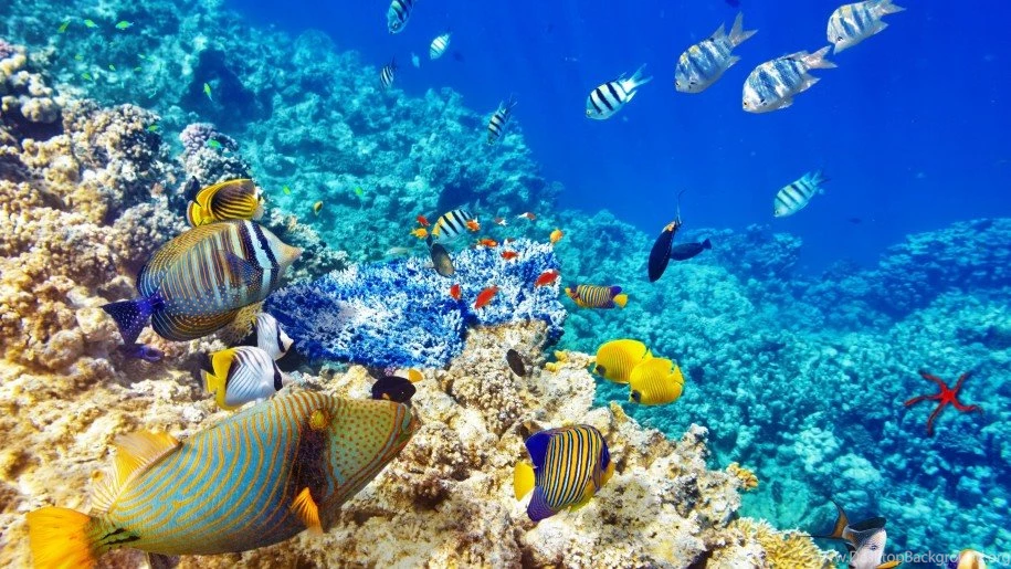 Wallpapers Hd Quality Underwater World Ocean Coral Reef Tropical ...