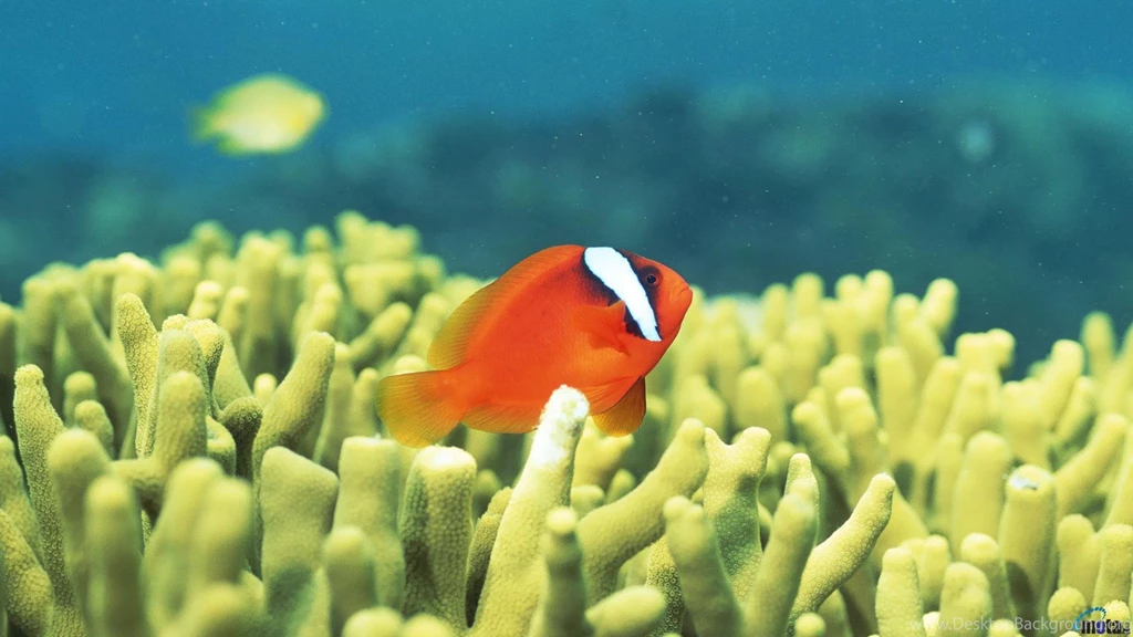 Download Wallpapers Coral Reef Teeming With Tropical Fish, Okinawa ...