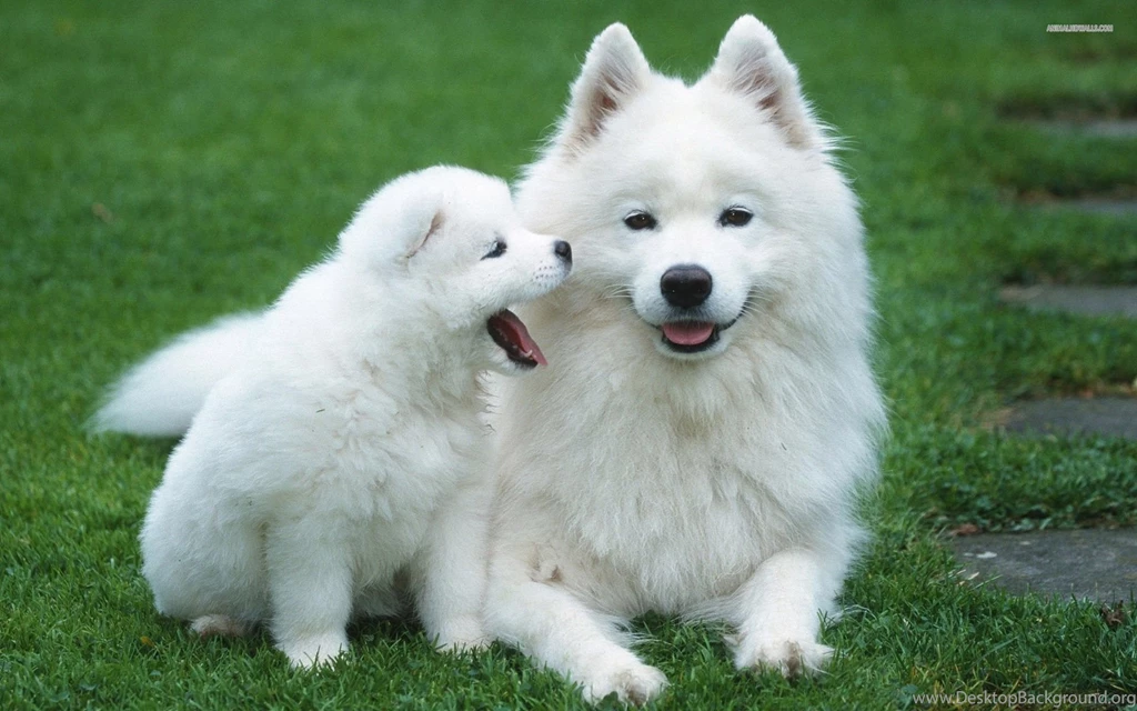 Puppy Wallpapers Free Wallpapers Cave