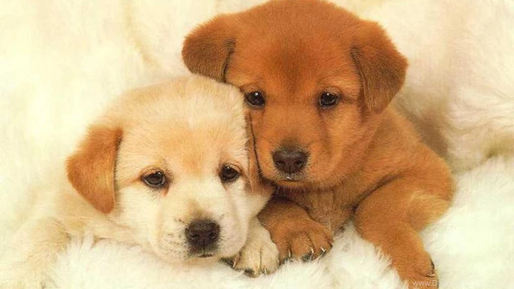 Puppy Wallpapers