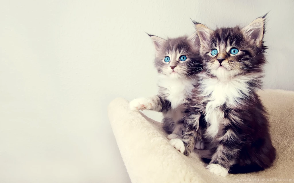 Cats Wallpapers Uwallo