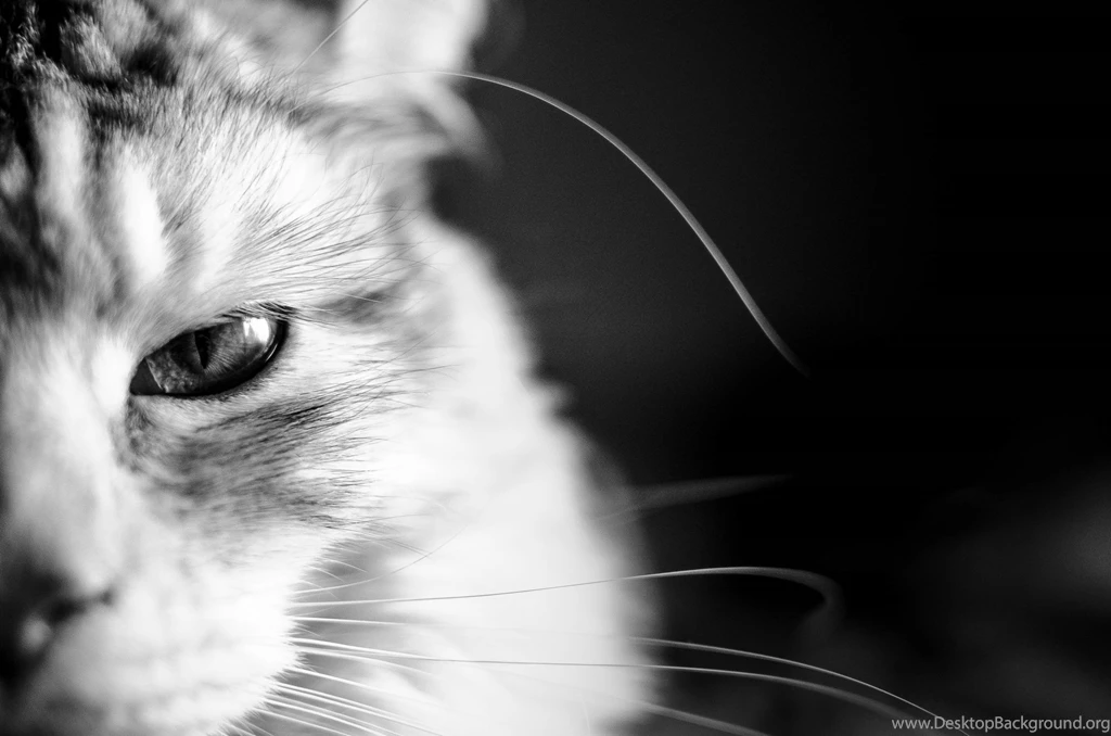 Backgrounds Cat Wallpapers Zone