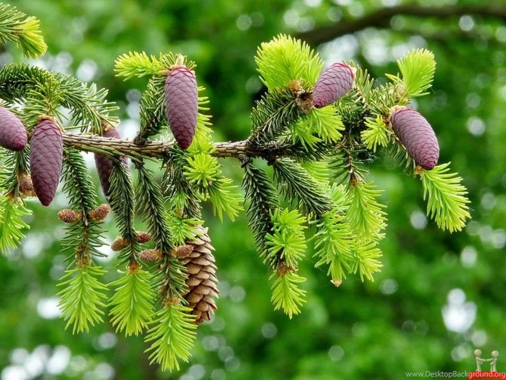 Beautiful Trees Wallpapers For Desktop