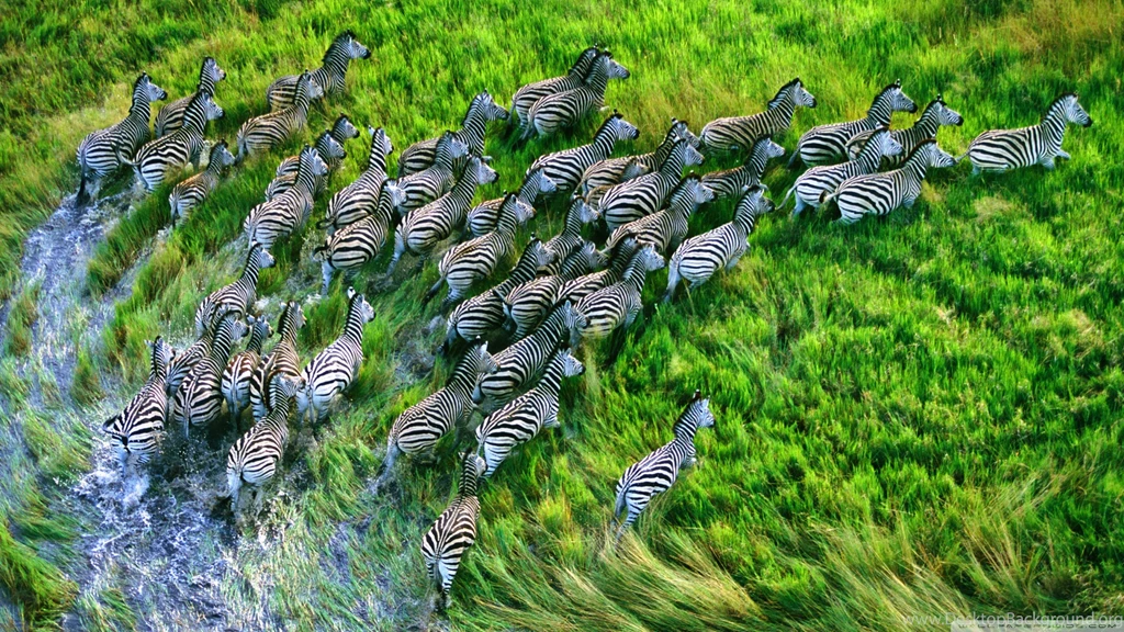 Mac Os X Retina Zebras HD Desktop Wallpapers : High Definition ...