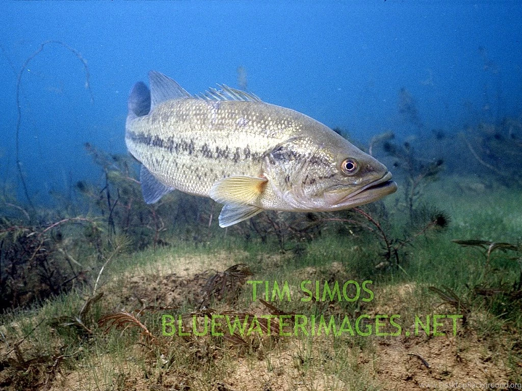 Bass Fishing Wallpapers