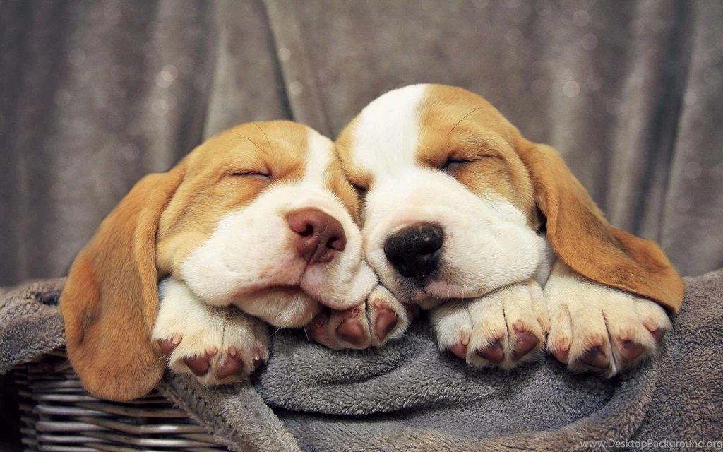 Beagle Puppies Wallpapers