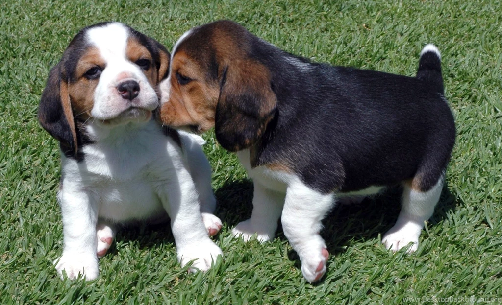 Cute Beagle Wallpapers, Facts, Life In HD Gallery