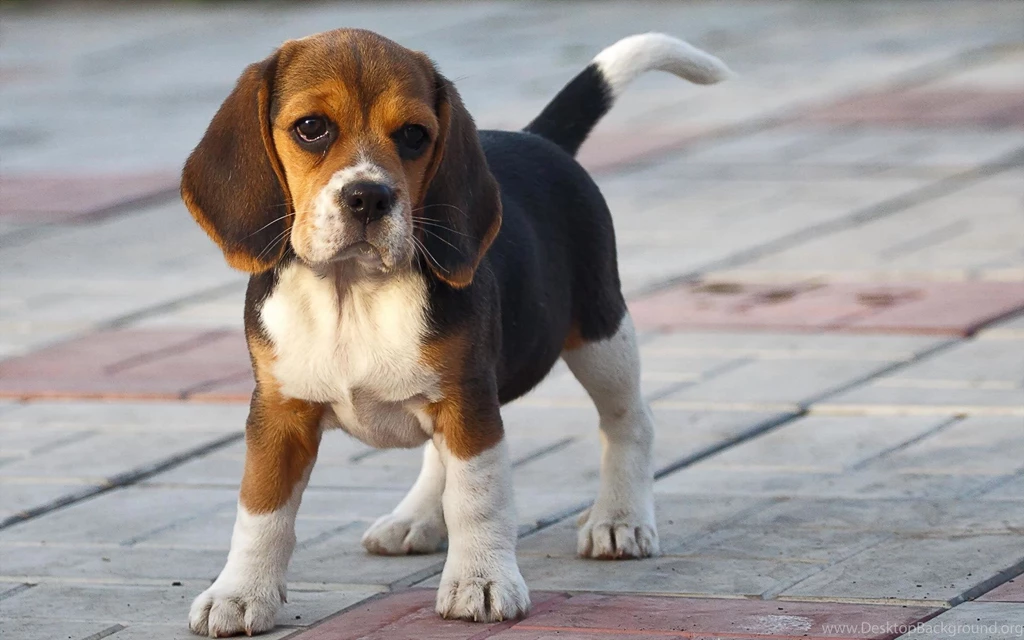 Beagle My Doggy Rocks