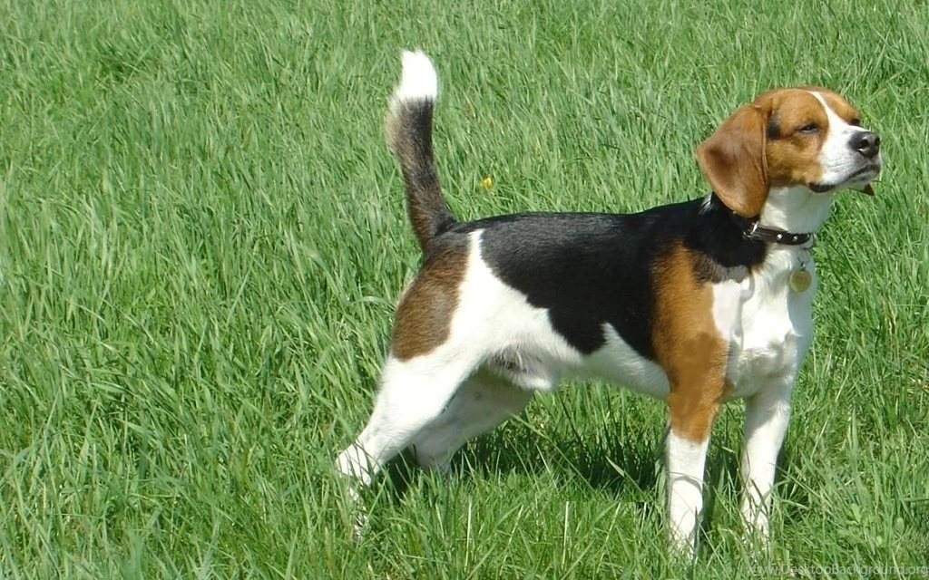 Lovely Beagle 1920x1200 Wallpapers,Beagle 1920x1200 Wallpapers ...