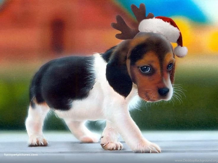 Beagle Puppy Christmas Photo