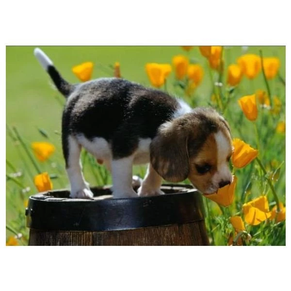 Free Puppy Wallpapers For Windows