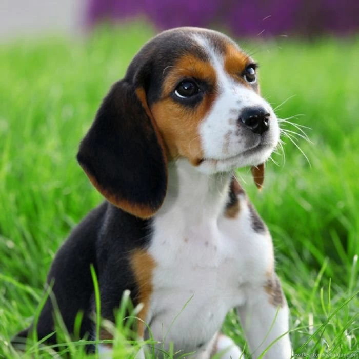 1000+ Ideas About Pocket Beagle On Pinterest