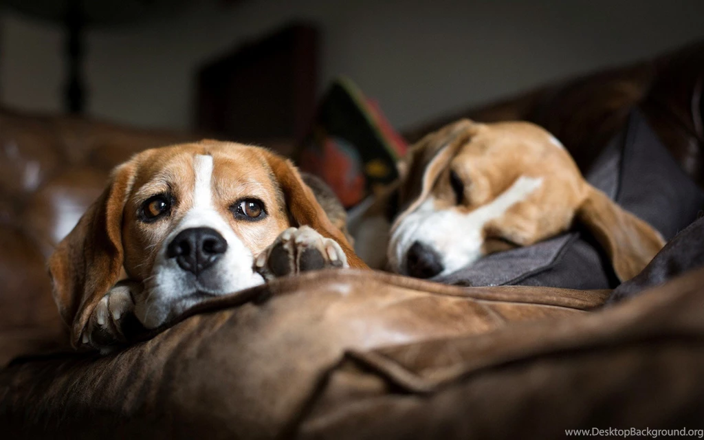 Beagle, Dog, Widescreen, High, Definition, Wallpaper, Download ...