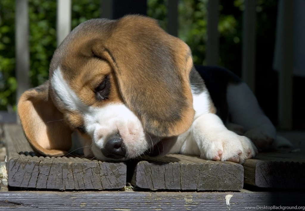 Beagles