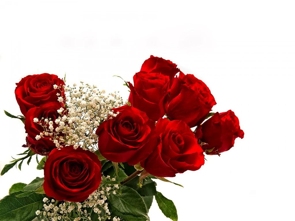 Rose Flowers Images