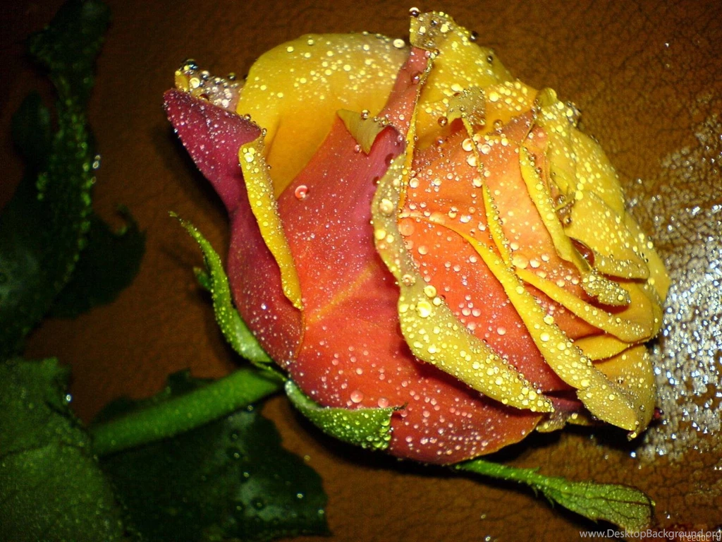 Beautiful Rose Flower Wallpapers For Desktop   Uncalke.com