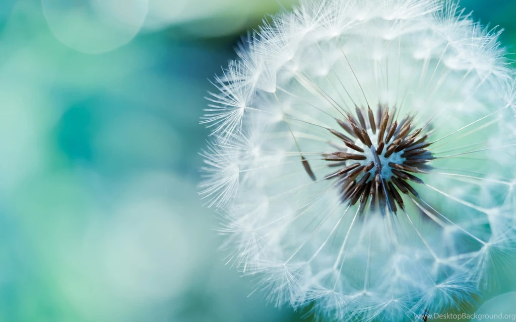 Top Desktop Backgrounds Wallpapers High Definition