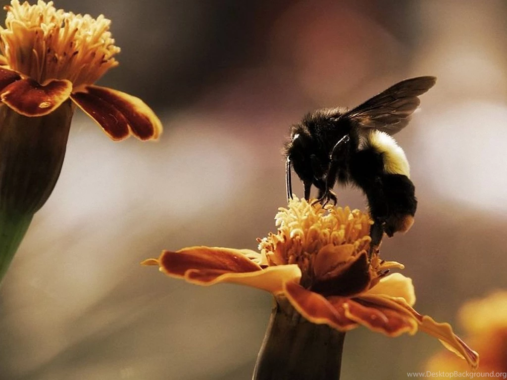1600x1200 Busy Bee Desktop PC And Mac Wallpapers